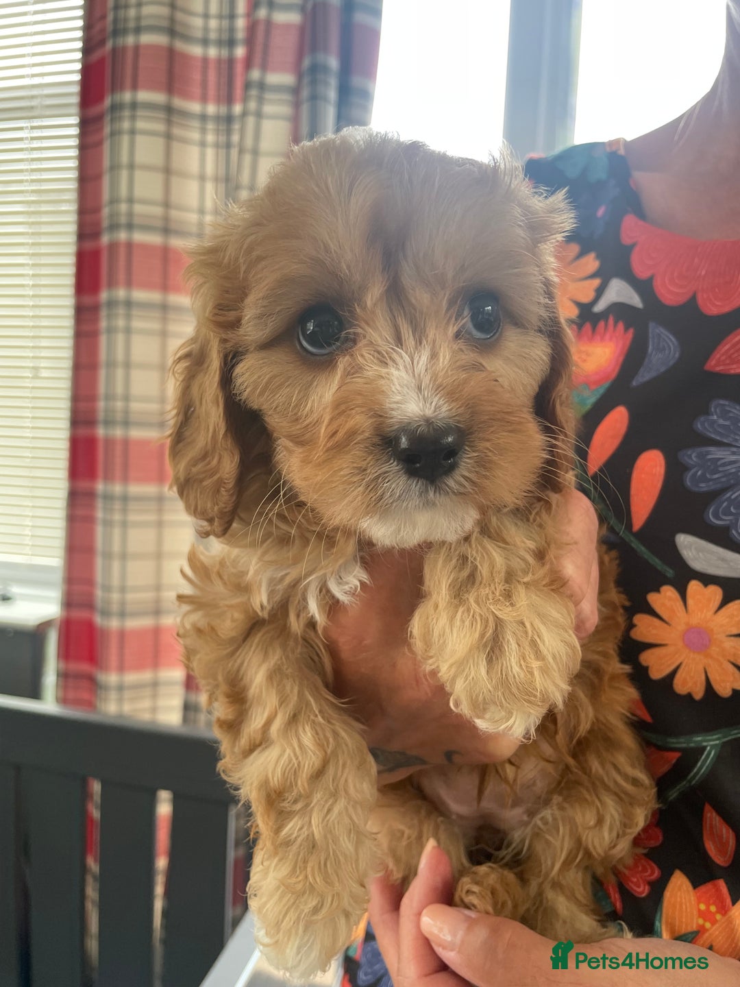 Cavapoo dogs for sale: Cavapoo puppies  - Image 20