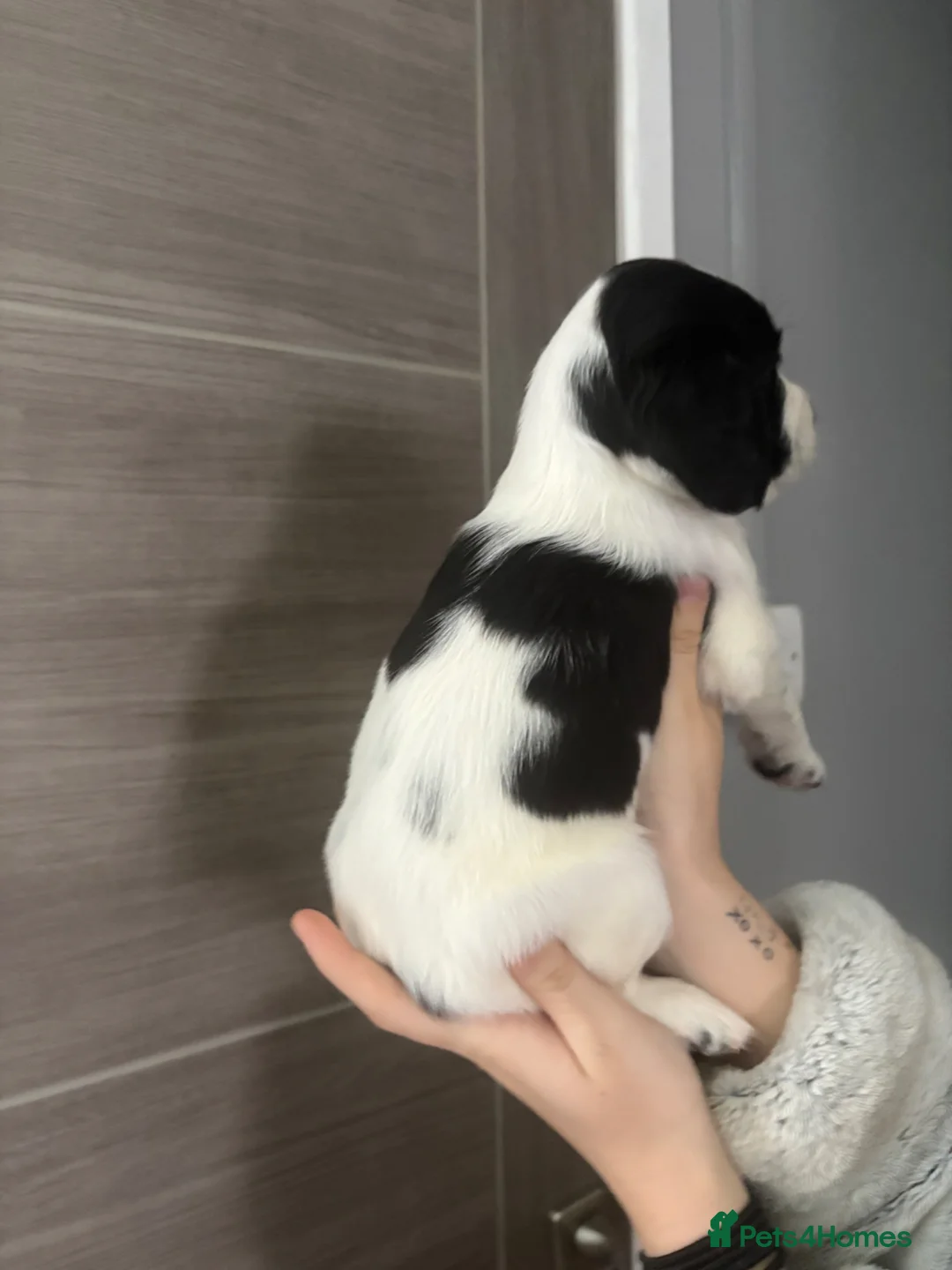 Cocker Spaniel dogs for sale: Show cocker spaniels - Advert 2