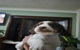 Cocker Spaniel dogs for sale: Spaniel puppies - Image 7