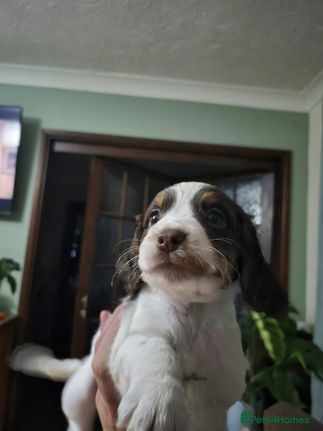 Cocker Spaniel dogs for sale: Spaniel puppies - Image 7