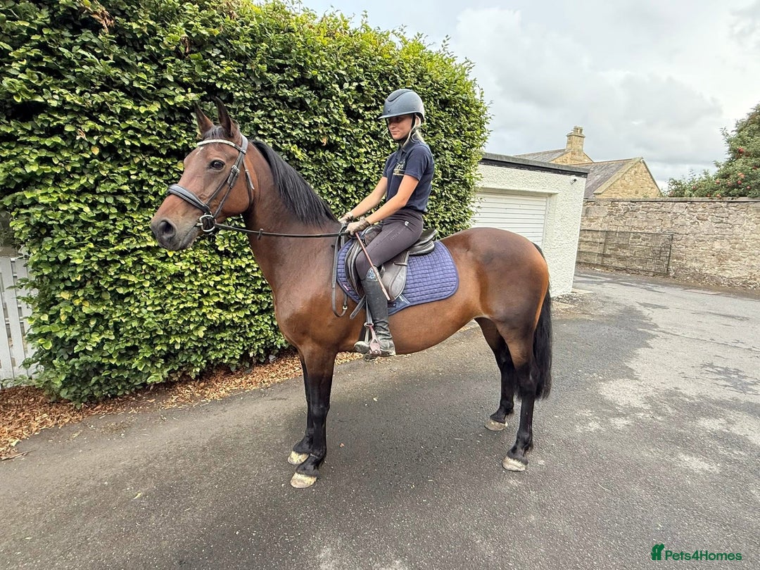 Riding pony horses for sale: SAFE SENSIBLE HAPPY HACKER - Image 2