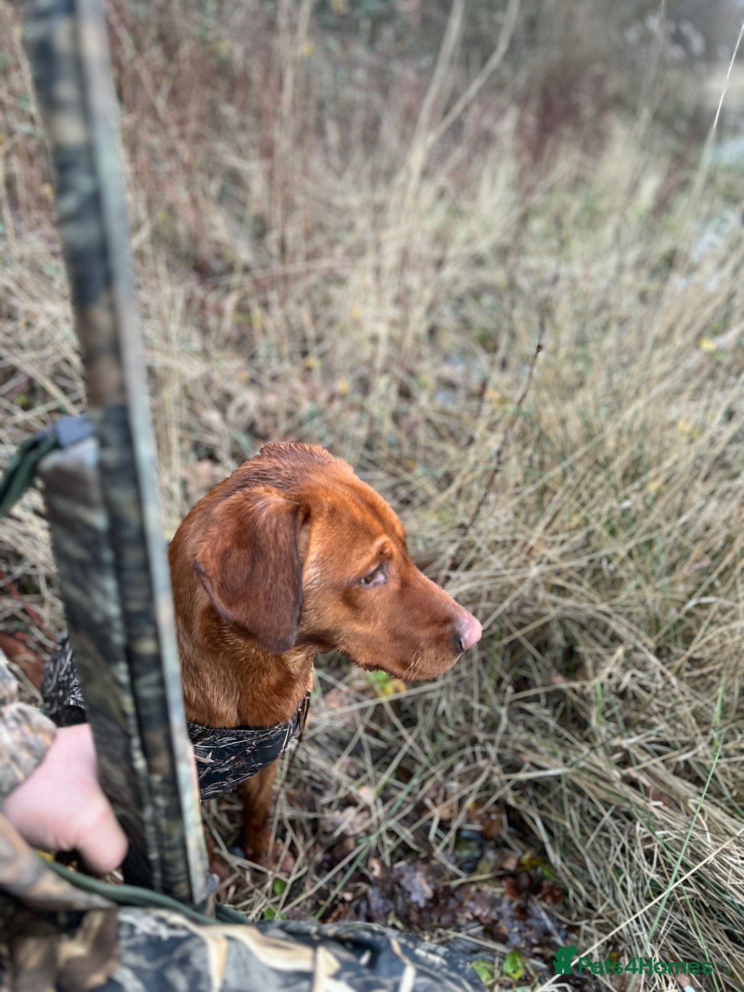 Labrador Retriever dogs for stud: Royal Red gun dog for stud - Image 3