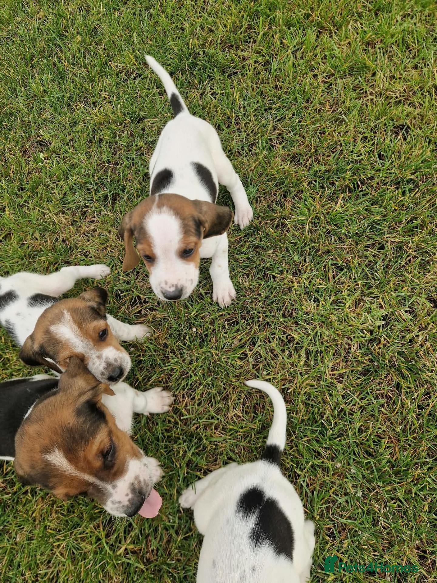 Mixed Breed dogs Litter of 8 beagle puppies  - Advert 14