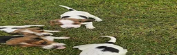 Mixed Breed dogs for sale: Litter of 8 beagle puppies  in Kilmarnock - Advert 1