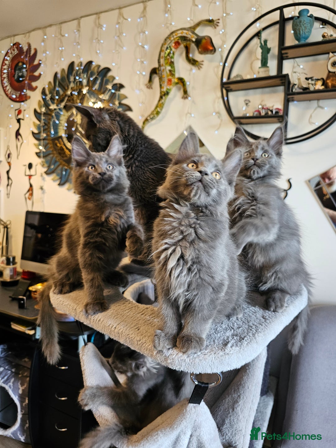 Maine Coon cats for sale: 🔥*Stunning Litter of 8💎Solid Blue Maine Coon*🔥  - Image 6