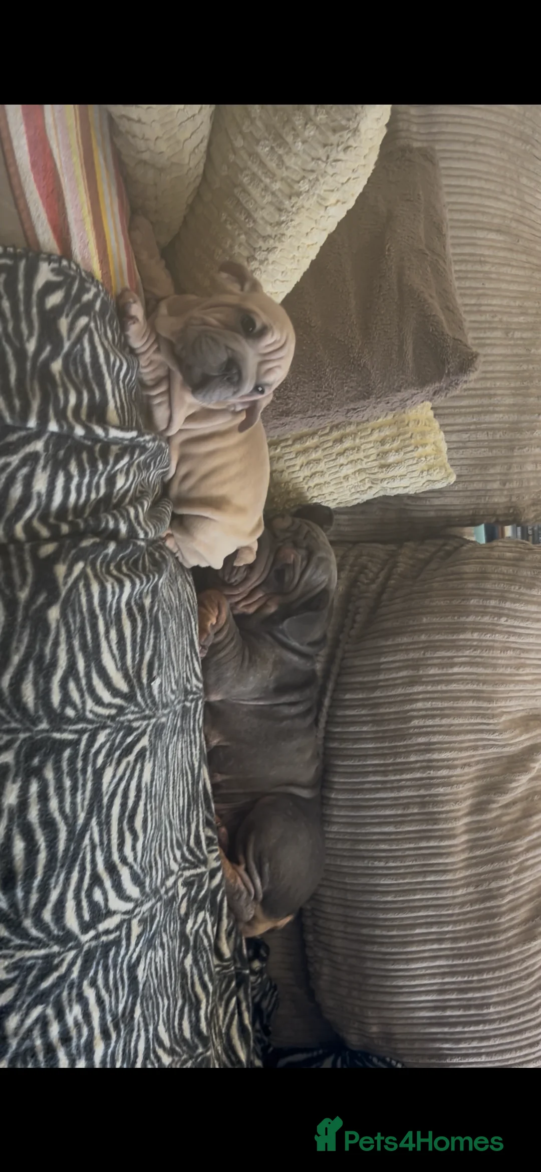 French Bulldog dogs for sale: French Bulldog  - Advert 2