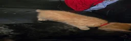 Mixed Breed cats for sale: Tabby & ginger and white kittens  - Advert 11