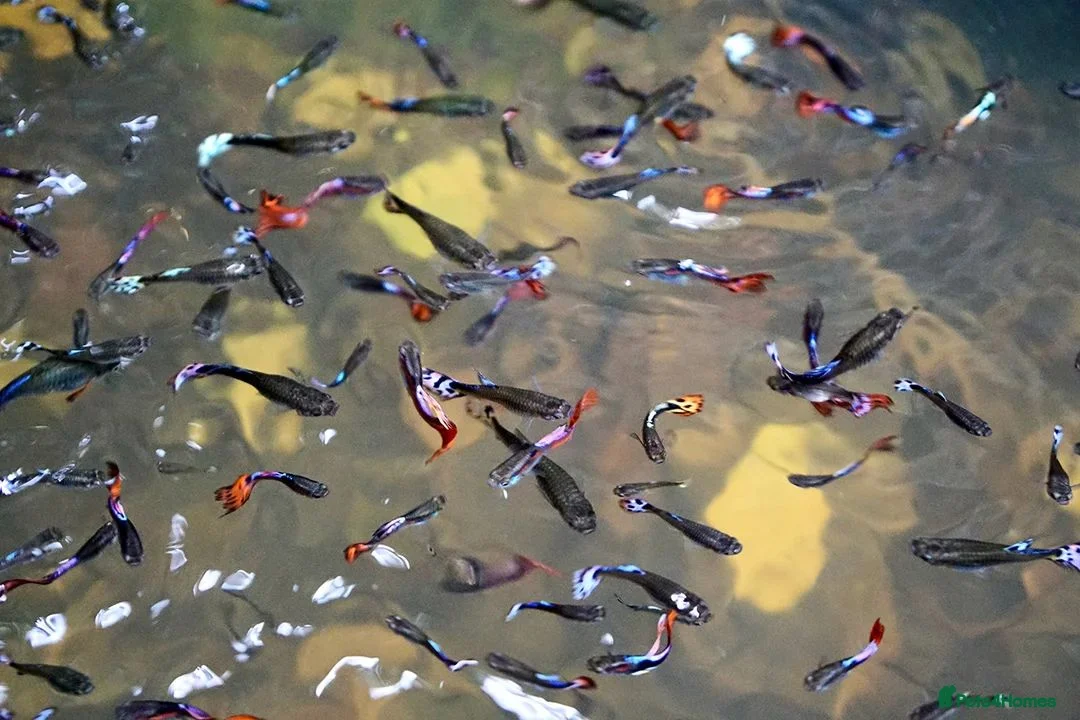 Cyprinids fish for sale: Beautiful guppies in Croydon - Advert 1