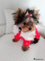Yorkshire Terrier dogs ❤️Gorgeous yorkie girl available ❤️ - Advert 3