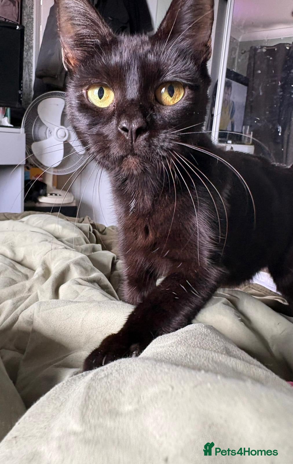 Skye, rescue cat in — Mixed Breed