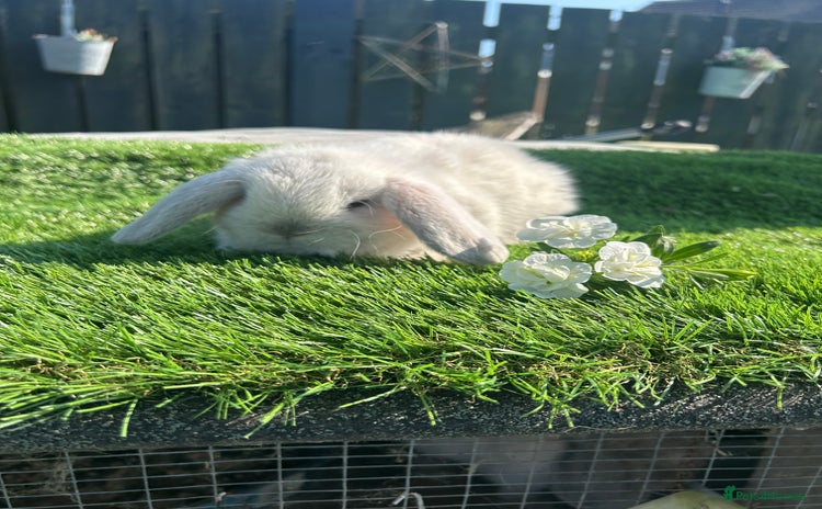 Mini Lop rabbits - Advert 7