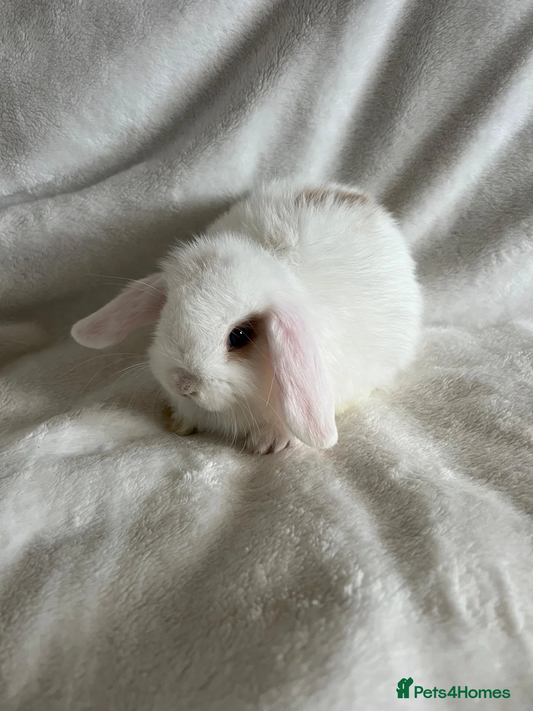 Mini Lop rabbits for sale: Mini Lops Ready To Leave Now  - Advert 17