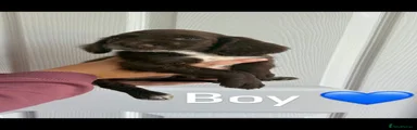 Cocker Spaniel 1