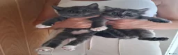 Mixed Breed cats for sale: Mainecoone X 3/4 ragdoll  - Advert 10