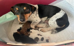 Jack Russell dogs for stud: Mouse - Handsome friendly chap  - Image 6