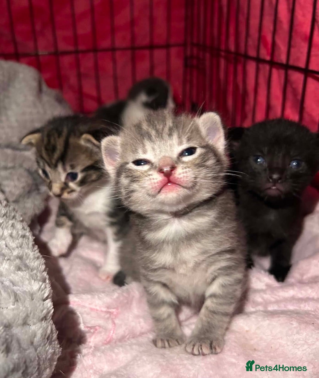 Mixed Breed cats 4 beautiful kittens for sale - Advert 11