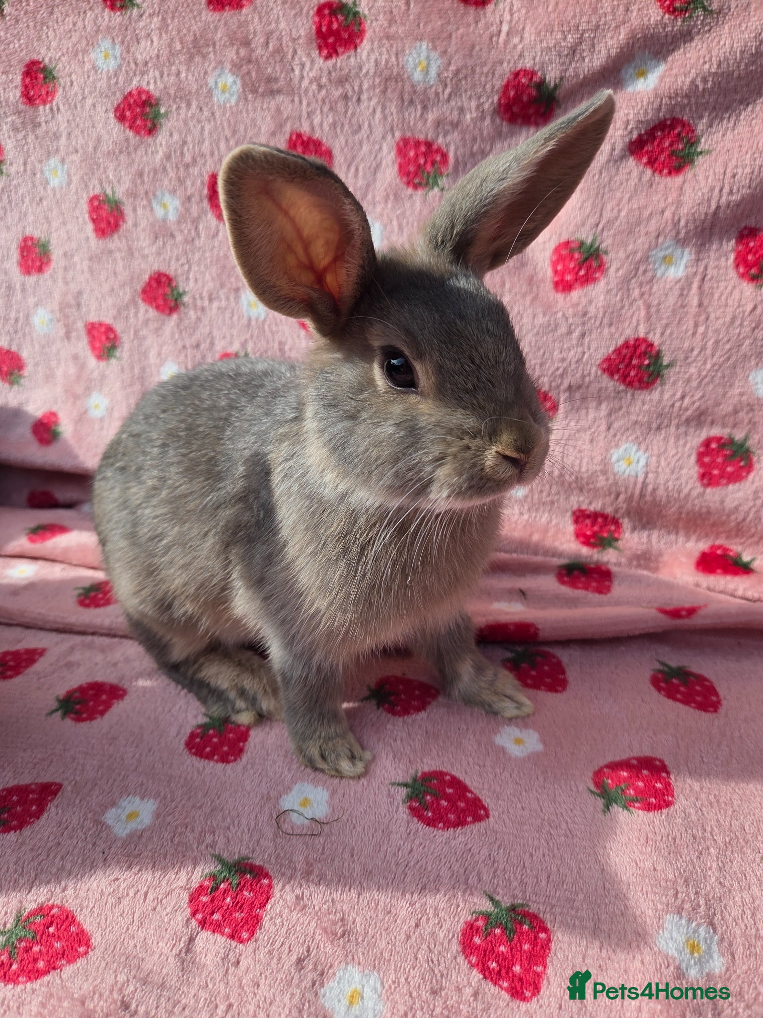 Mixed Breed rabbits very tame Blue fawn plush mini lop bunnies 4 left - Advert 2