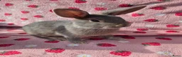 Mixed Breed rabbits for sale: 4 very tame Blue fawn plush mini lop rabbit - Advert 6