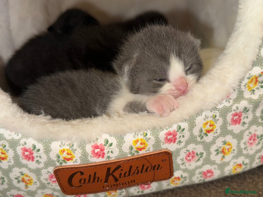 Mixed Breed cats for sale: Unique Bombay x Turkish Angora Tuxedo Kittens - Advert 1