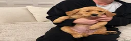 Golden Retriever dogs for sale: Gorgeous golden Retriever Puppies - Ready Now in Brierley Hill - Advert 10
