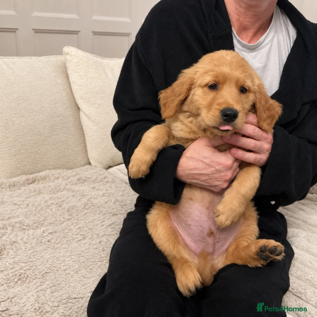 Golden Retriever dogs for sale: Gorgeous golden Retriever Puppies - Ready Now in Brierley Hill - Advert 10