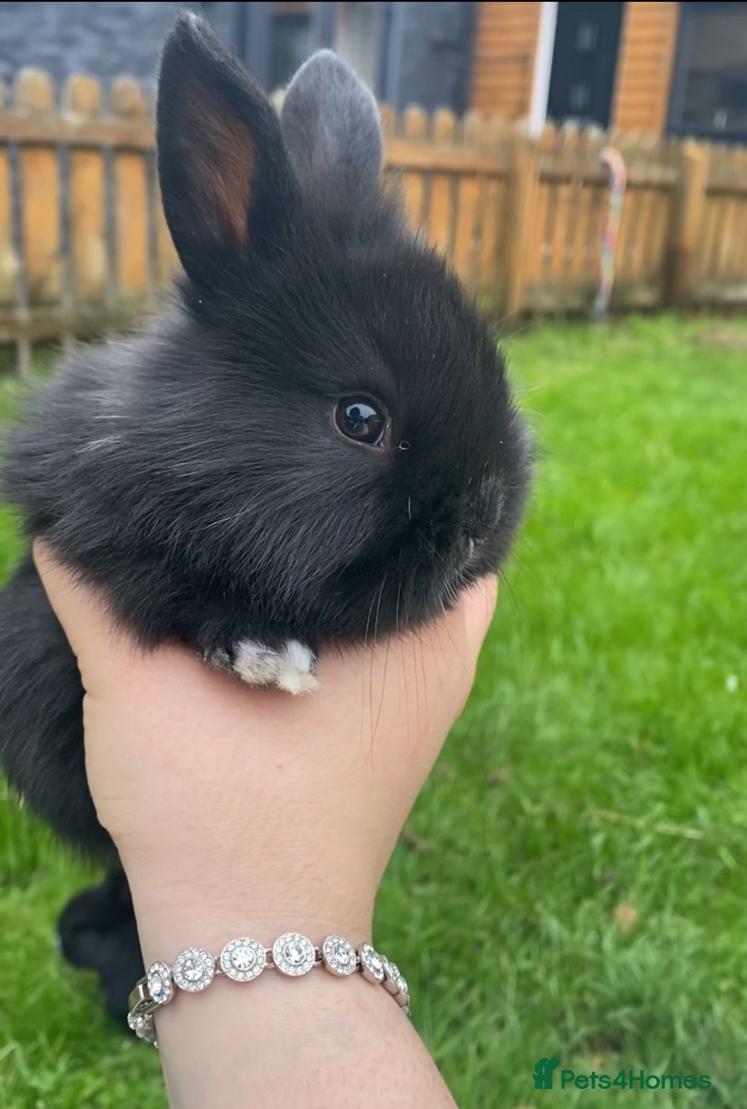 Mini Lop rabbits for sale: black and black and white Lionhead bunnies - Image 4