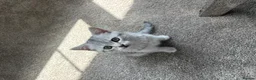 British Shorthair cats for sale: Lovely male kitten  - Advert 6