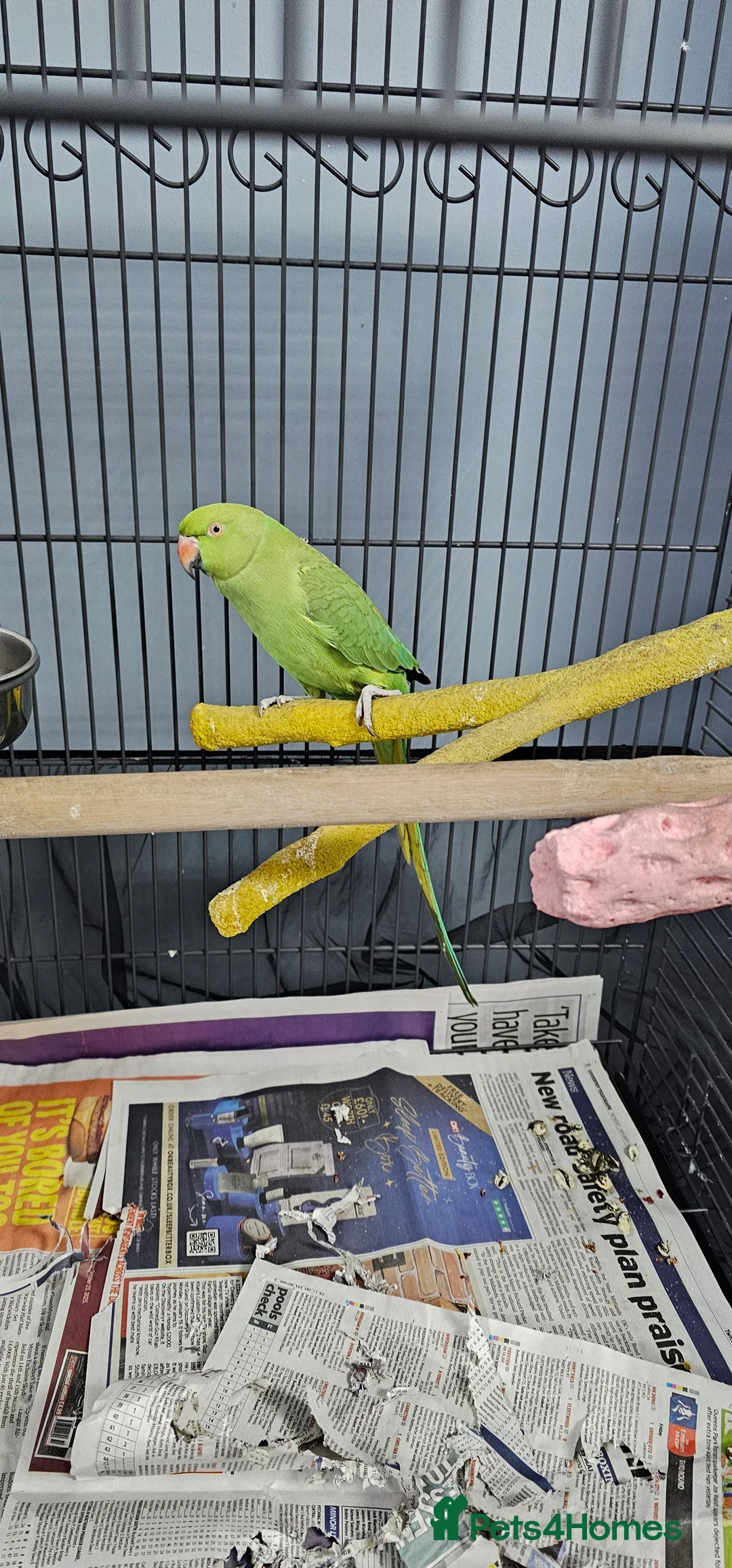 Ringnecks birds for sale: INDIAN RINGNECK  in Coventry - Advert 2