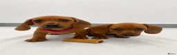 Miniature Dachshund dogs for sale: ⭐️ KC Registered Miniature Dachshund Puppies⭐️  - Advert 3