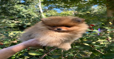 Pomeranian dogs - Advert 8