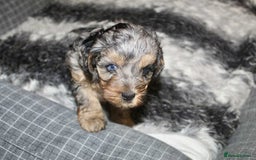Cavapoo dogs for sale: Blue merle phantom Cavapoo female puppy - Advert 9