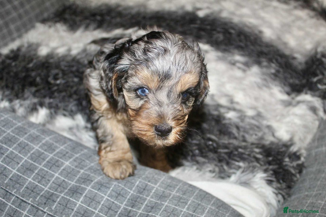 Cavapoo dogs for sale: Blue merle phantom Cavapoo female puppy - Advert 9