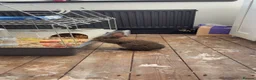 Mixed Breed rabbits for sale: FREE Mixed breed female rabbit  - Advert 3