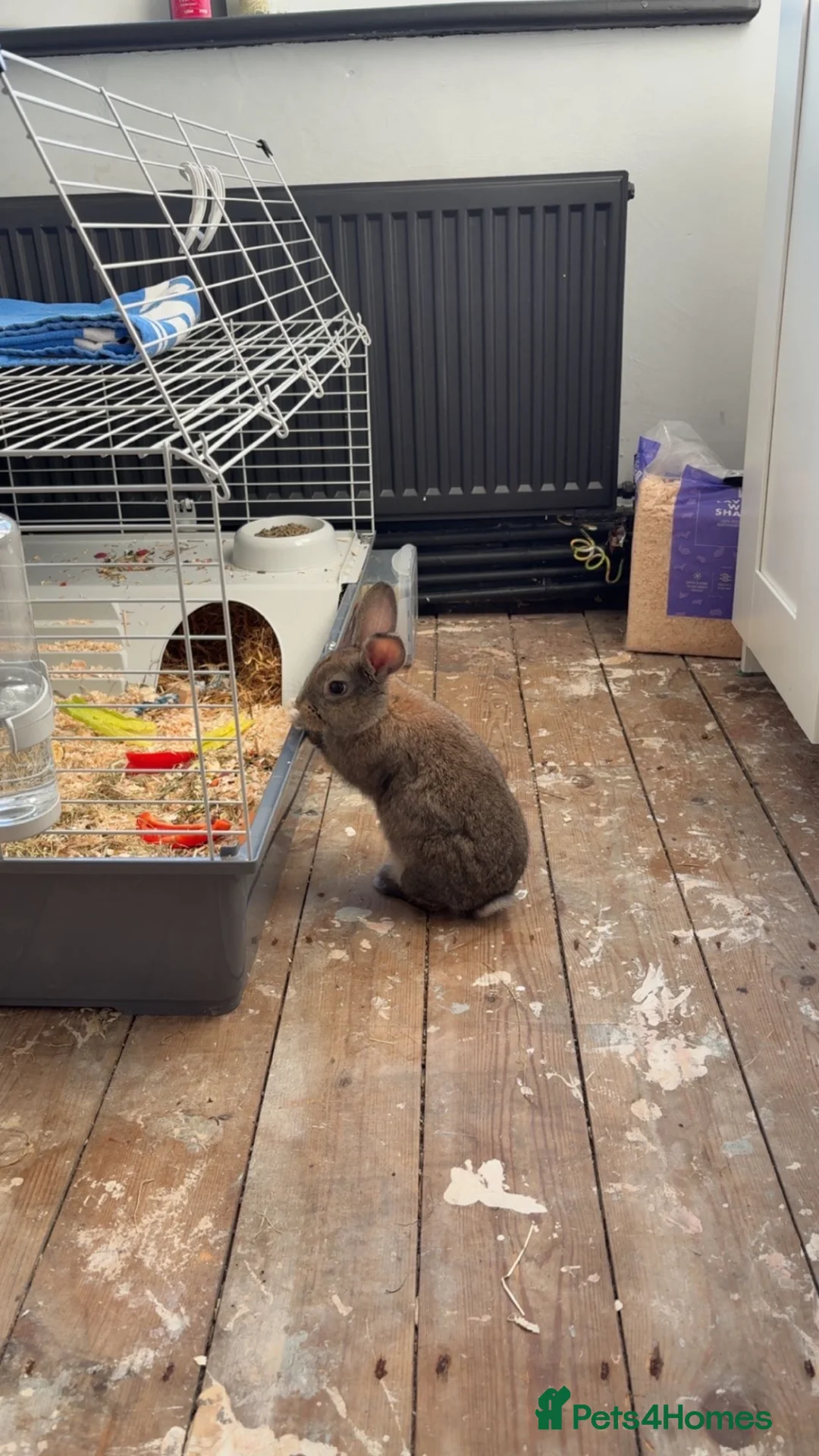 Mixed Breed rabbits for sale: FREE Mixed breed female rabbit  - Advert 3