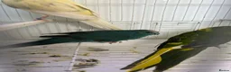 Mixed Breed birds for sale: Kakarikis  - Advert 7