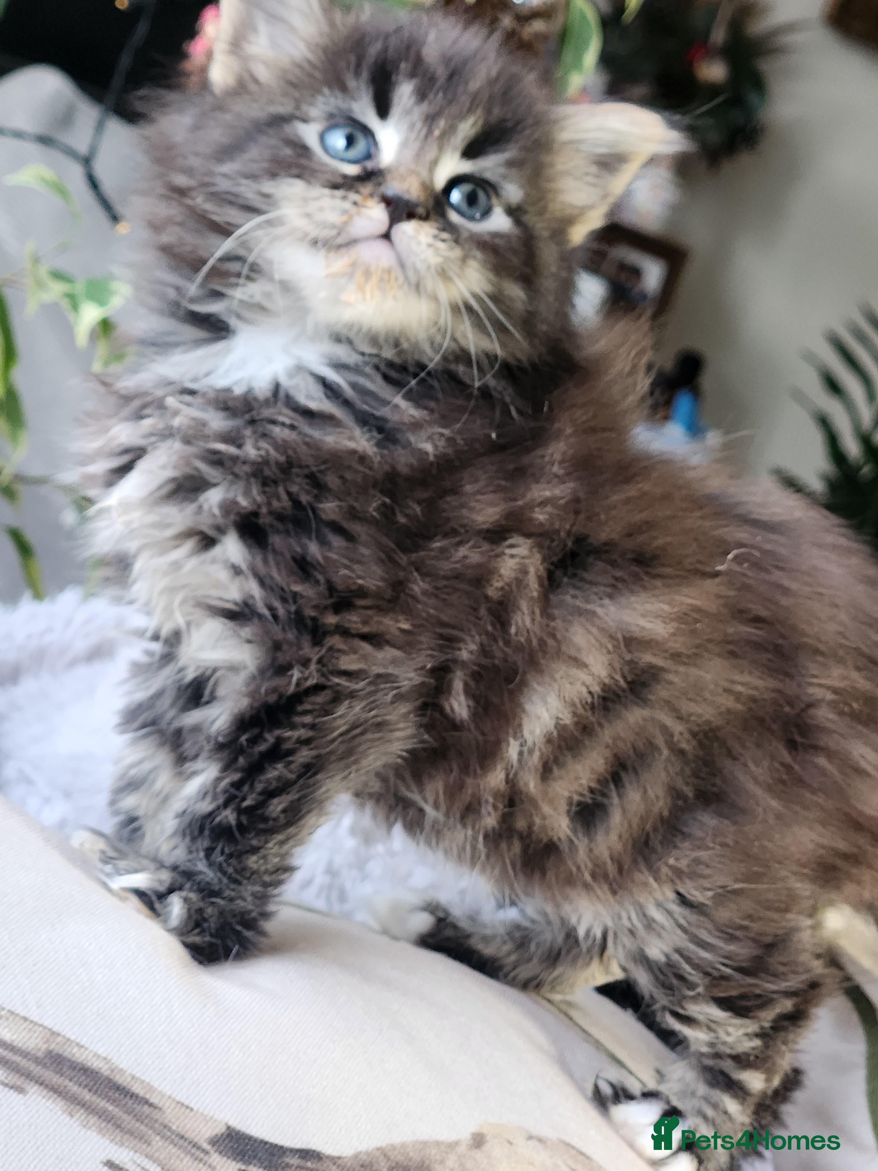 Maine Coon cats  Maine coon Kittens are absolutely Gorgeous  - Advert 8