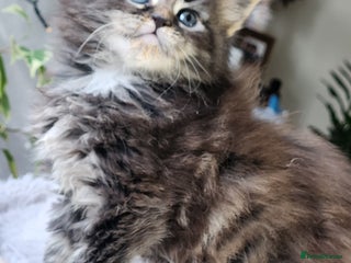 Maine Coon cats Maine coon Kittens are absolutely Gorgeous - Advert 8