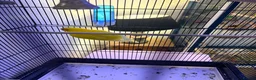 Parakeets birds for sale: 2 hand tamed kakarikis  in Bury - Advert 5