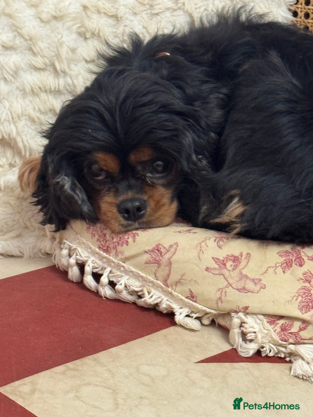 Cavalier King Charles Spaniel dogs for sale: 6 year old female cavalier King Charles  - Advert 2