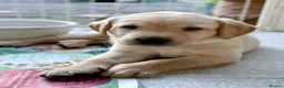 Labrador Retriever dogs for sale: Two adorable golden Labrador puppies in Saffron Walden - Advert 6