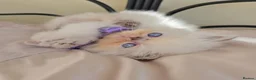 Himalayan cats for sale: Stunning Top Quality Himalayan Kittens  - Advert 25