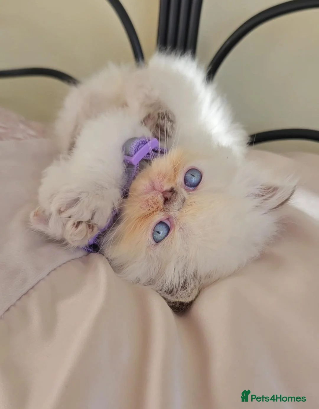 Himalayan cats for sale: Stunning Top Quality Himalayan Kittens  - Advert 25
