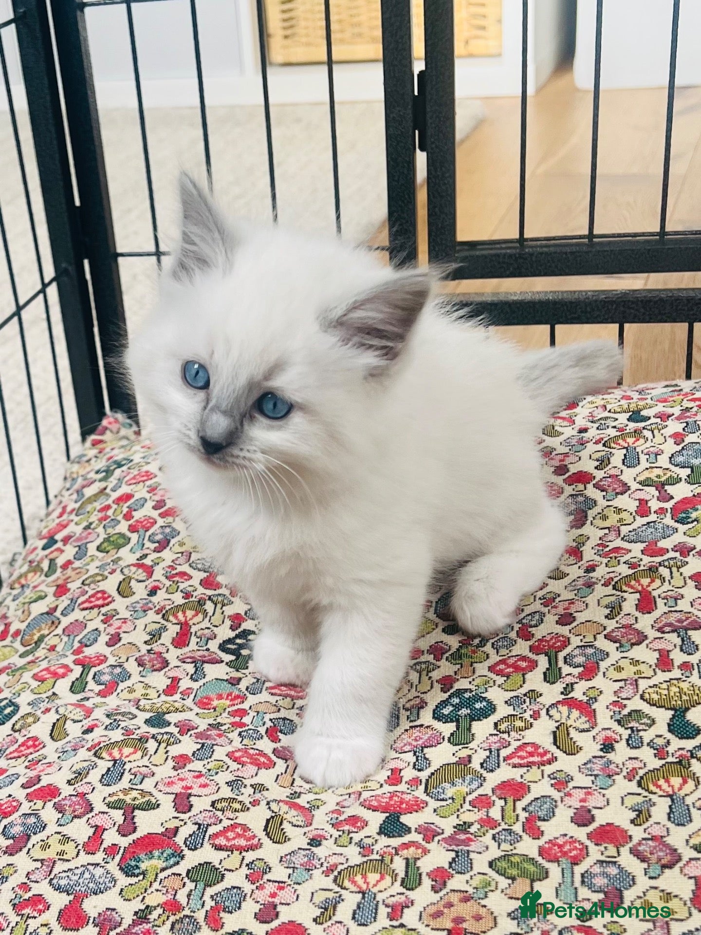 Ragdoll cats Beautiful ragdoll kittens blue and mitted - Advert 9