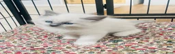 Ragdoll cats for sale: Beautiful ragdoll kittens blue and mitted - Advert 19