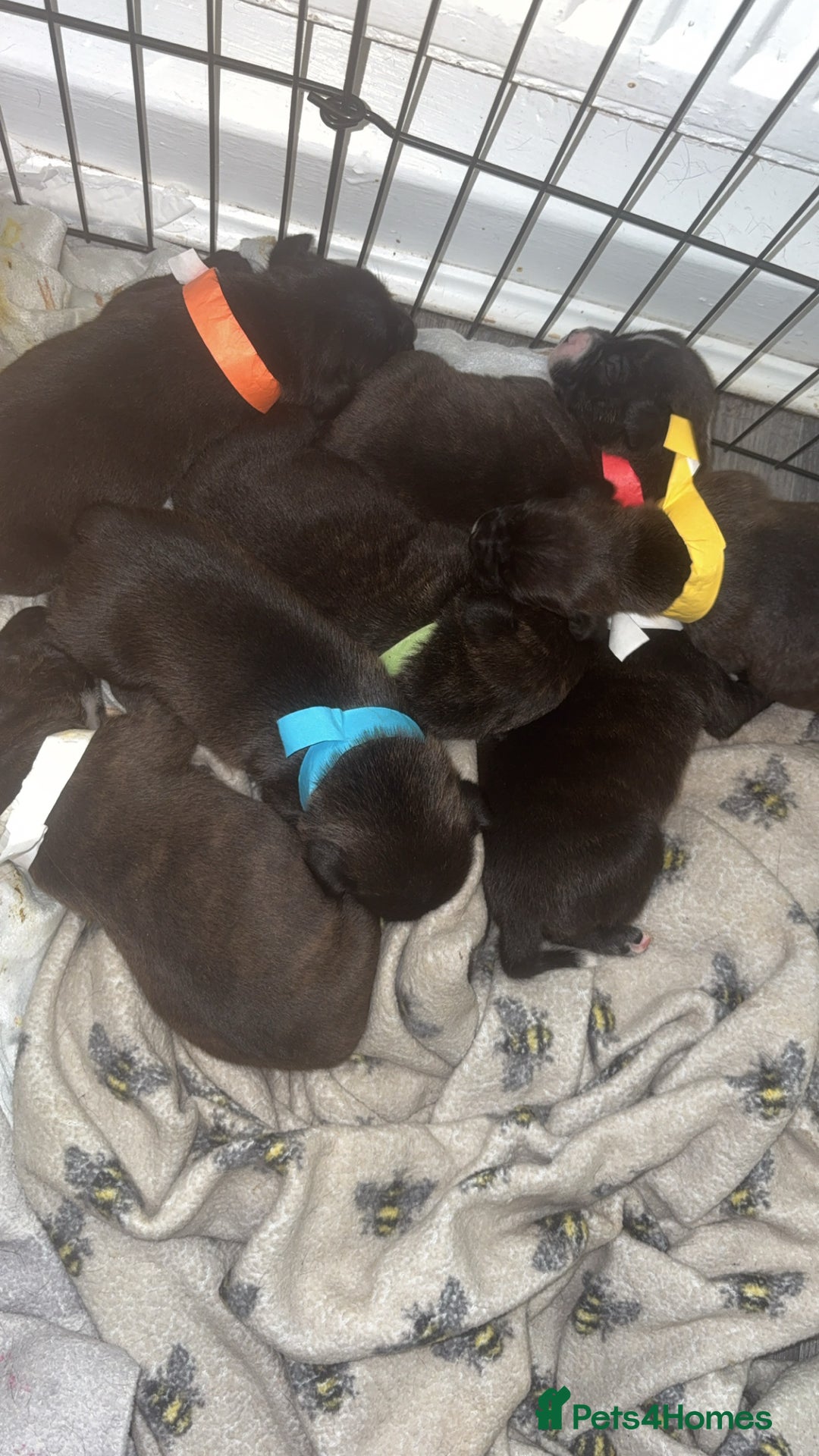 Staffordshire Bull Terrier dogs for sale: Staffordshire bull terrier puppies  - Image 9