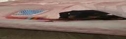 Dachshund dogs for sale: Black and tan dachshund  - Advert 3