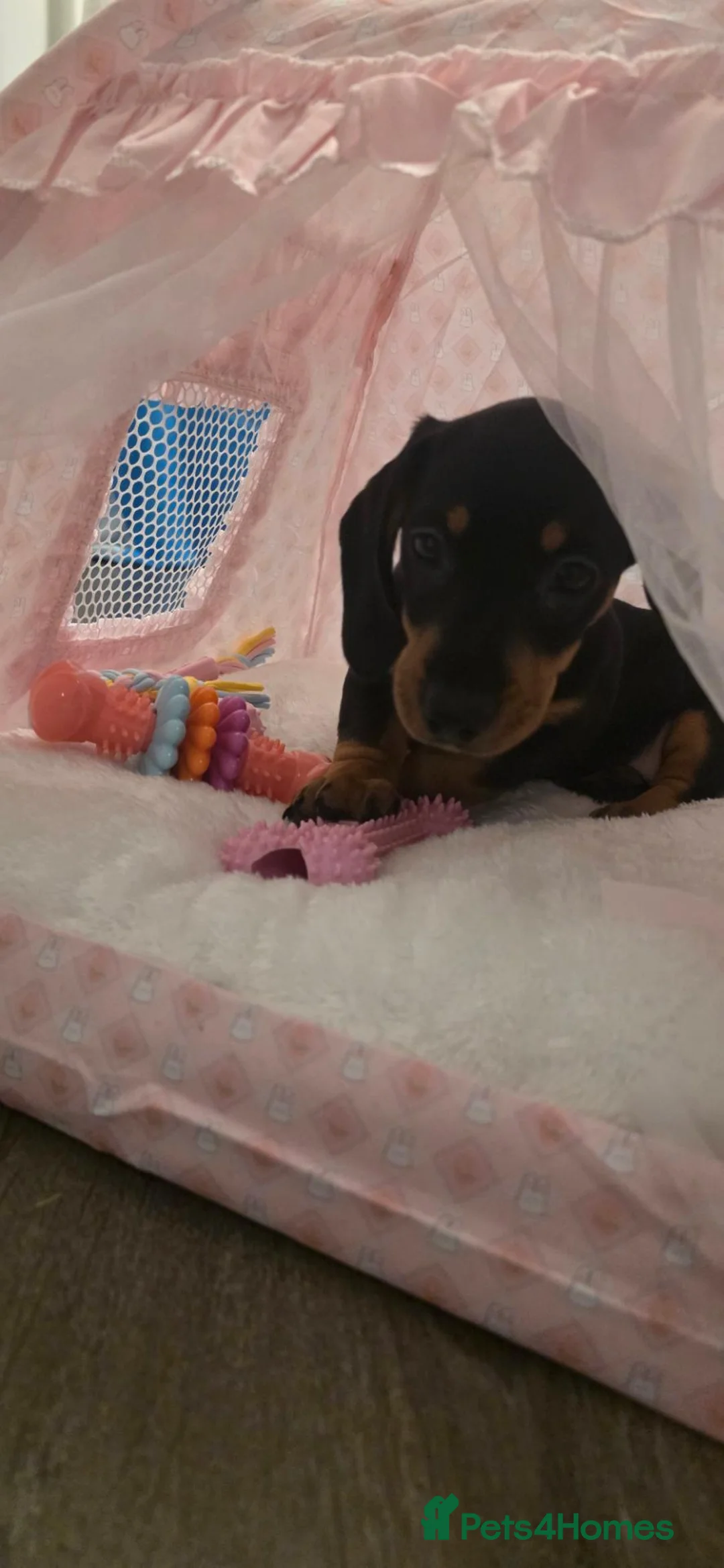Dachshund dogs for sale: Black and tan dachshund  - Advert 3
