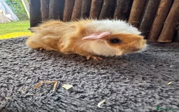 Guinea Pig rodents for sale: Baby Guinea Pigs - Image 8