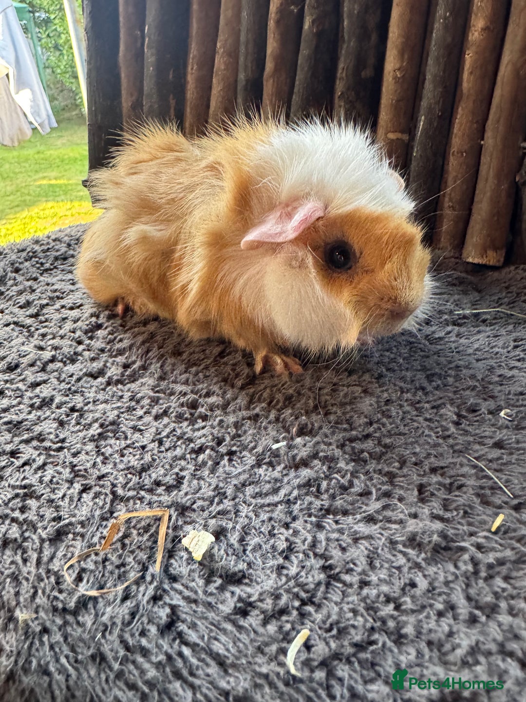 Guinea Pig rodents for sale: Baby Guinea Pigs - Image 8