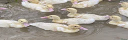 Ducks poultry for sale: Ducklings - White Female Layer Ducks - Advert 10